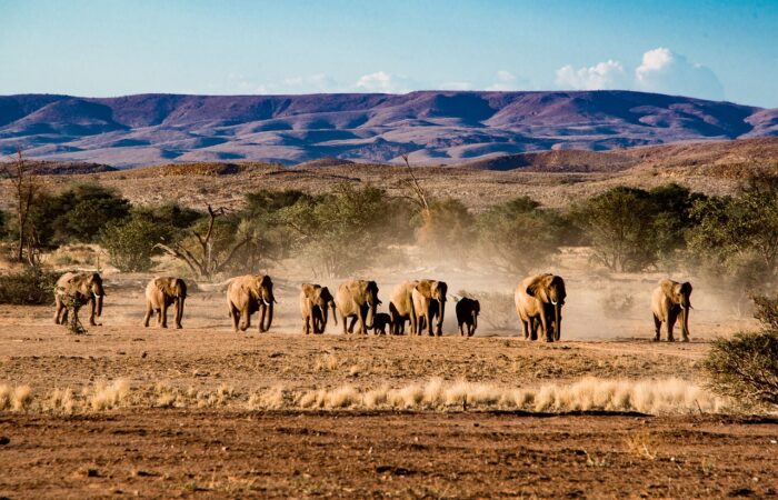 n.p. Etosha sloni - Namíbie