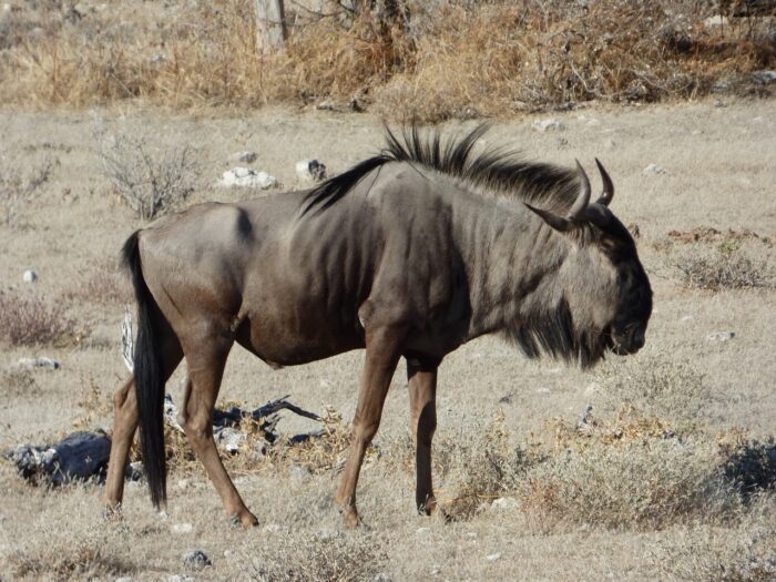 Namíbie - n.p. Etosha